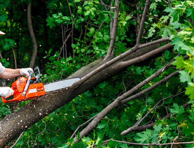 treetrimming